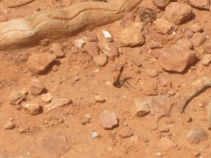 bug-digging-in-soil