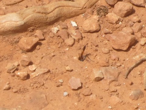 bug-digging-in-soil
