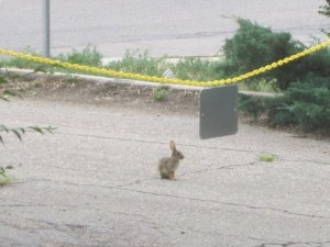 bunny-near-sign