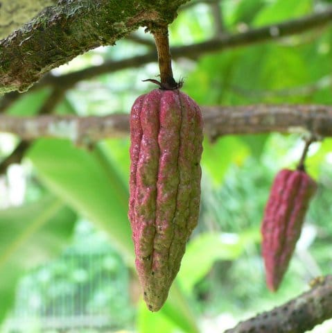 Cacao Tree Pods