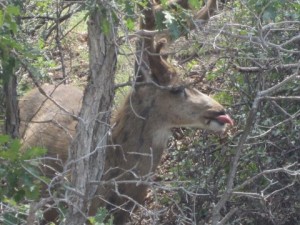 deer-sticking-out-tongue