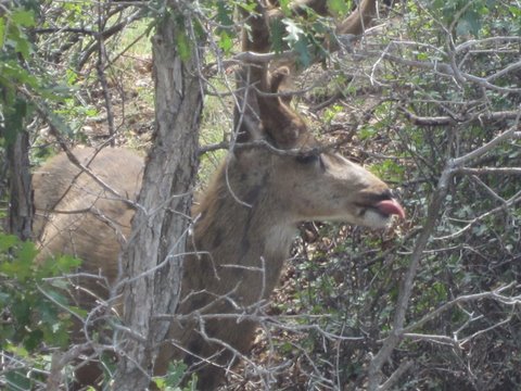 deer-sticking-out-tongue