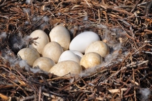 Nest