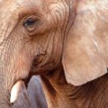 elephant jokes kids