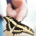 books about butterflies for kids