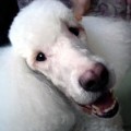 poodle jokes for kids