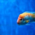 Kids Fish Jokes