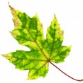 kids poems about autumn