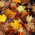 kids poem fall leaves pile