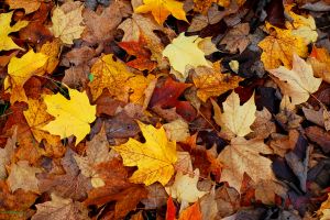 kids poem fall leaves pile