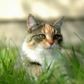 cat jokes for kids