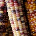 thanksgiving jokes for kids corn