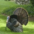turkey jokes for kids