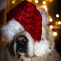 Christmas Jokes