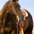 horse jokes for kids
