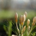 spring jokes for kids