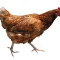 chicken jokes for kids