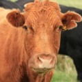 cow jokes for kids