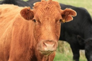cow jokes for kids