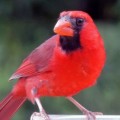 kids jokes about birds