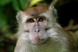 monkey jokes for kids