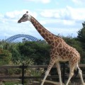 zoo jokes for kids