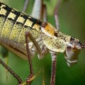Bug Jokes For Kids