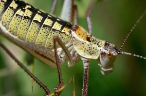 Bug Jokes For Kids