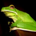 Frog Jokes for Kids